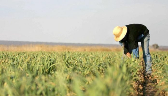 Aumento-la-superficie-cultivada-con-hortalizas-invernales-en-la-provincia-696x397
