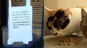 imagen-207
